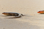 Wildlife